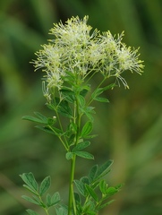 Thalictrum flavum