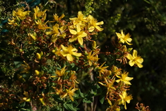 Hypericum × desetangsii