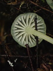 Mycena flavovirens