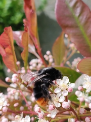 Bombus lapidarius