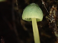 Mycena flavovirens