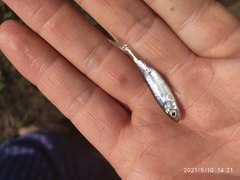 Leucaspius delineatus