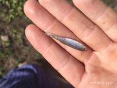 Leucaspius delineatus