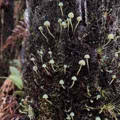 Mycena flavovirens