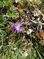 Centaurea