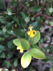Persoonia myrtilloides myrtilloides