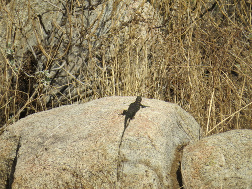 Granite Spiny Lizard, Sceloporus orcutti