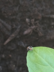 Heliophanus