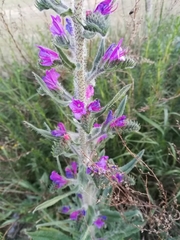 Echium vulgare