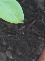 Heliophanus