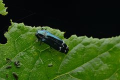 Coraebus elongaticollis