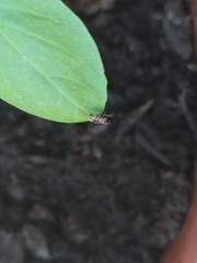 Heliophanus