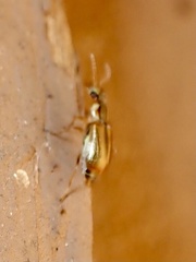 Attalus scincetus