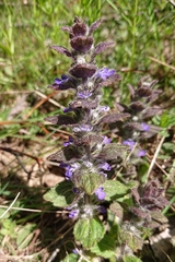 Ajuga pyramidalis
