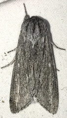 Acronicta lanceolaria