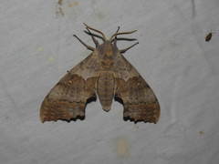 Pachysphinx occidentalis