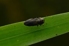 Anthaxia formosensis