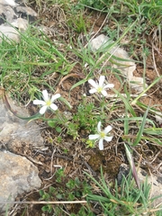 Arenaria grandiflora