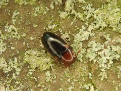 Dacne bipustulata
