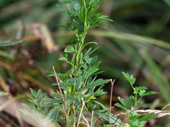 Thalictrum flavum