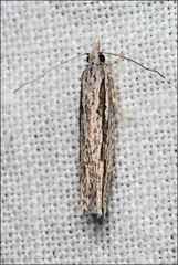 Holocola melanographa