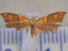 Crocanthes zonodesma