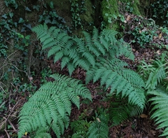 Dryopteris guanchica