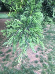 Cedrus libani