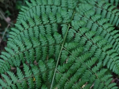 Dryopteris guanchica