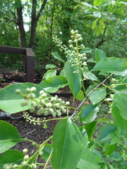 Prunus serotina