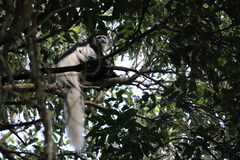 Colobus caudatus