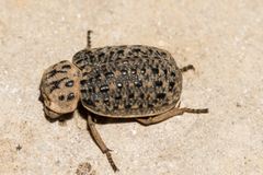 Omorgus texanus