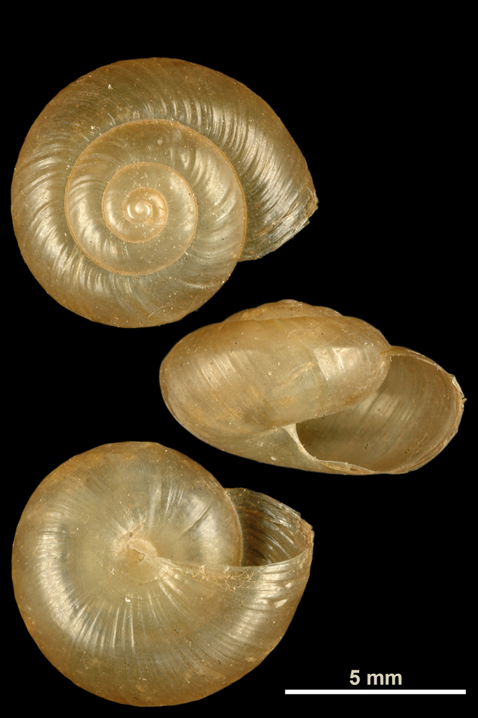 Brown Snail