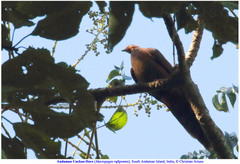 Macropygia rufipennis