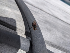 Staphylinus dimidiaticornis