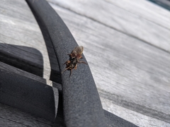 Staphylinus dimidiaticornis