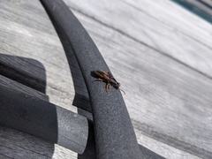 Staphylinus dimidiaticornis