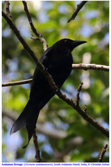 Dicrurus andamanensis