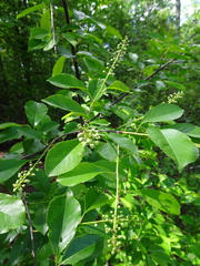 Prunus serotina