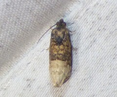 Ecdytolopha