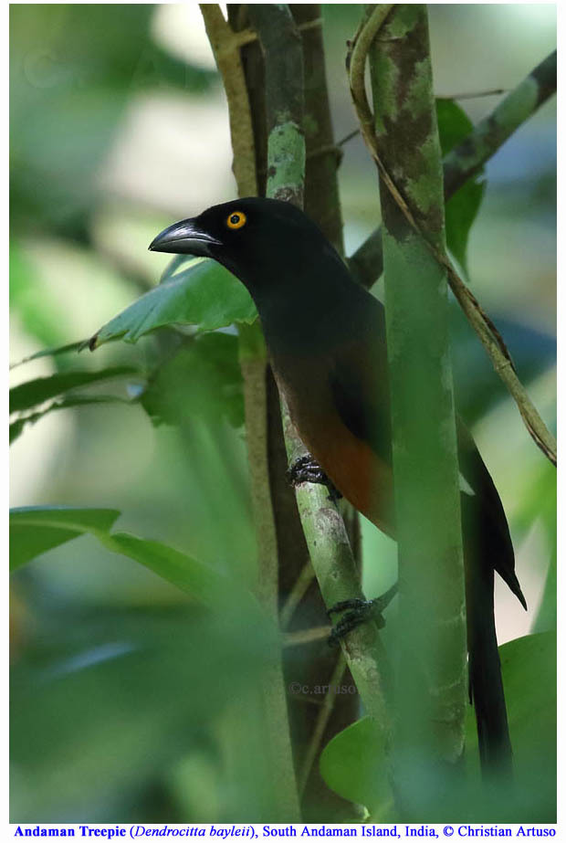 Andaman Treepie photo
