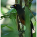 Andaman Treepie - Photo (c) Christian Artuso, some rights reserved (CC BY-NC-ND), uploaded by Christian Artuso