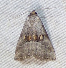 Hyperstrotia flaviguttata