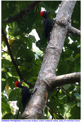 Dryocopus hodgei