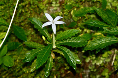 Hippobroma longiflora