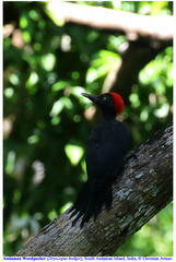 Dryocopus hodgei