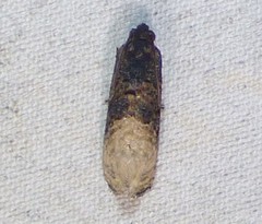 Ecdytolopha