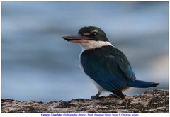 Todiramphus chloris davisoni