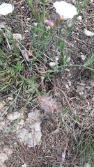 Convolvulus lanuginosus