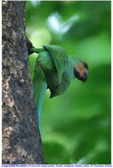 Psittacula longicauda